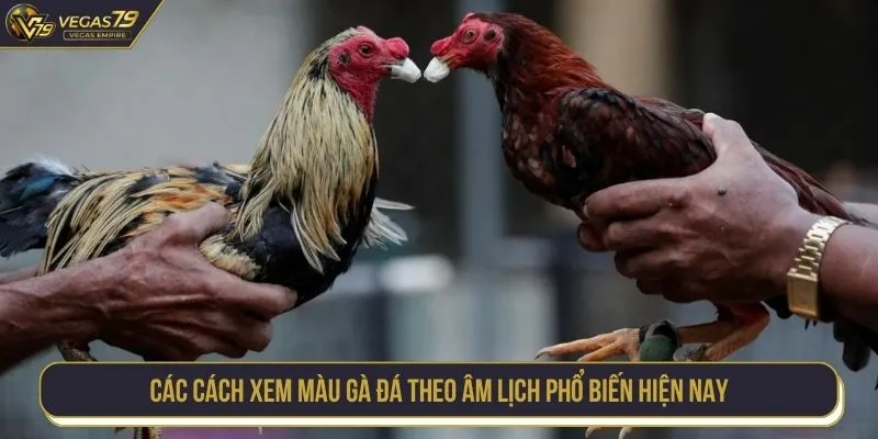 Các cách xem màu gà đá theo âm lịch phổ biến hiện nay