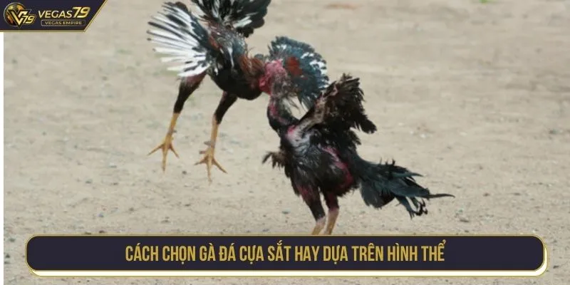 Cách chọn gà đá cựa sắt hay dựa trên hình thể