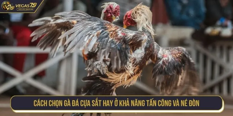 Cách chọn gà đá cựa sắt hay ở khả năng tấn công và né đòn
