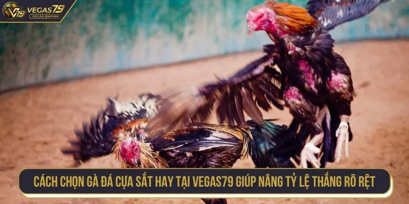 cách chọn gà đá cựa sắt hay