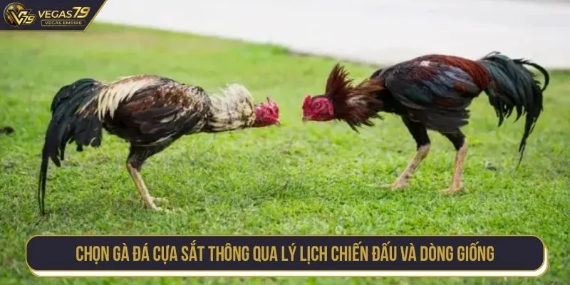 Chọn gà đá cựa sắt thông qua lý lịch chiến đấu và dòng giống