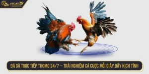 Đá gà trực tiếp Thomo 24/7