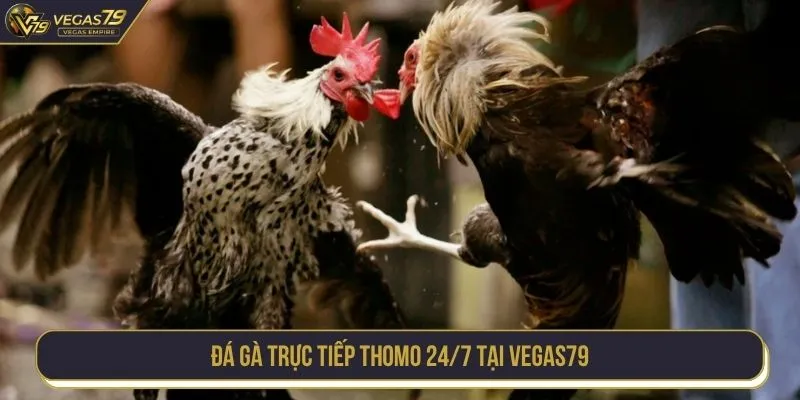 Đá gà trực tiếp thomo 24/7 tại VEGAS79