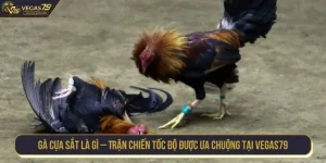 gà cựa sắt là gì