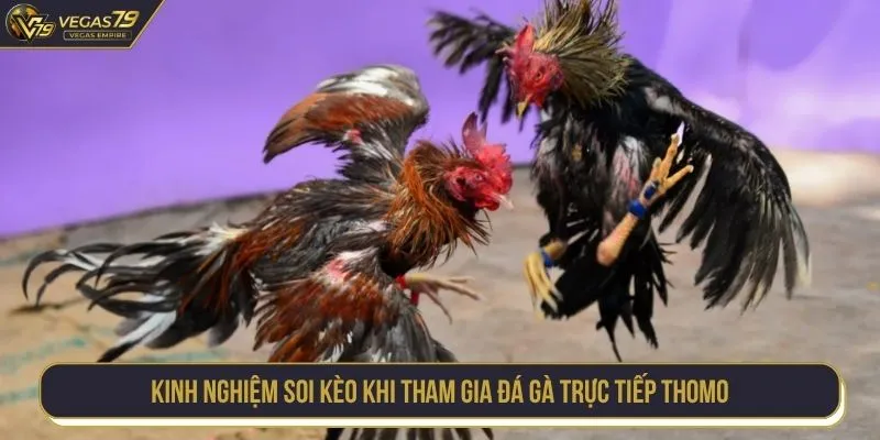 Kinh nghiệm soi kèo khi tham gia đá gà trực tiếp Thomo