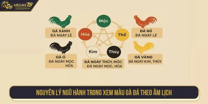Nguyên lý ngũ hành trong xem màu gà đá theo âm lịch