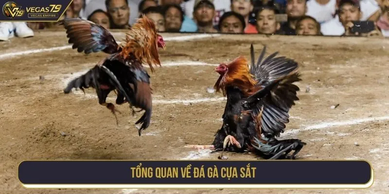 Tổng quan về đá gà cựa sắt là gì